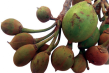 Fruit-of-mahua-tree