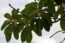Leaves-of-Mahua-plant
