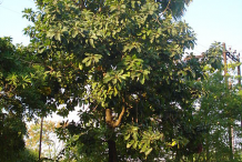 Mahua--Plant