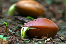 New-sapling-coming-from-mahua-seeds
