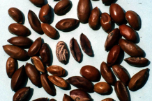 Seeds-of-Mahua-plant