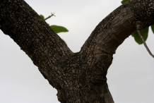 Trunk-of-Mahua-plant