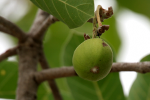 Unripe-fruit-of-Mahua