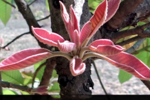 Young-Leaves-of-Mahua