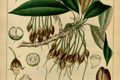 Plant-Illustration-of-Mahua