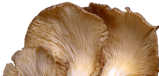 Closer-view-of-ventral-side-of-Maitake-Mushroom