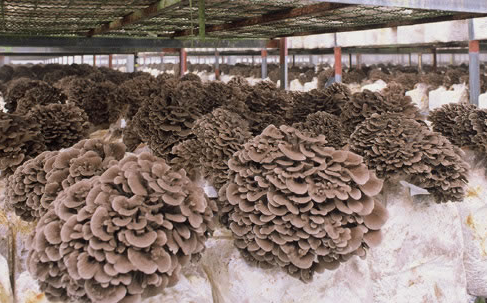 Maitake-Mushroom-cultivation