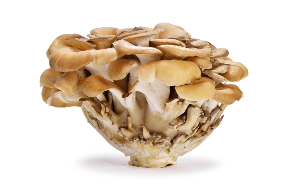 Health benefits of Maitake mushrooms HB times