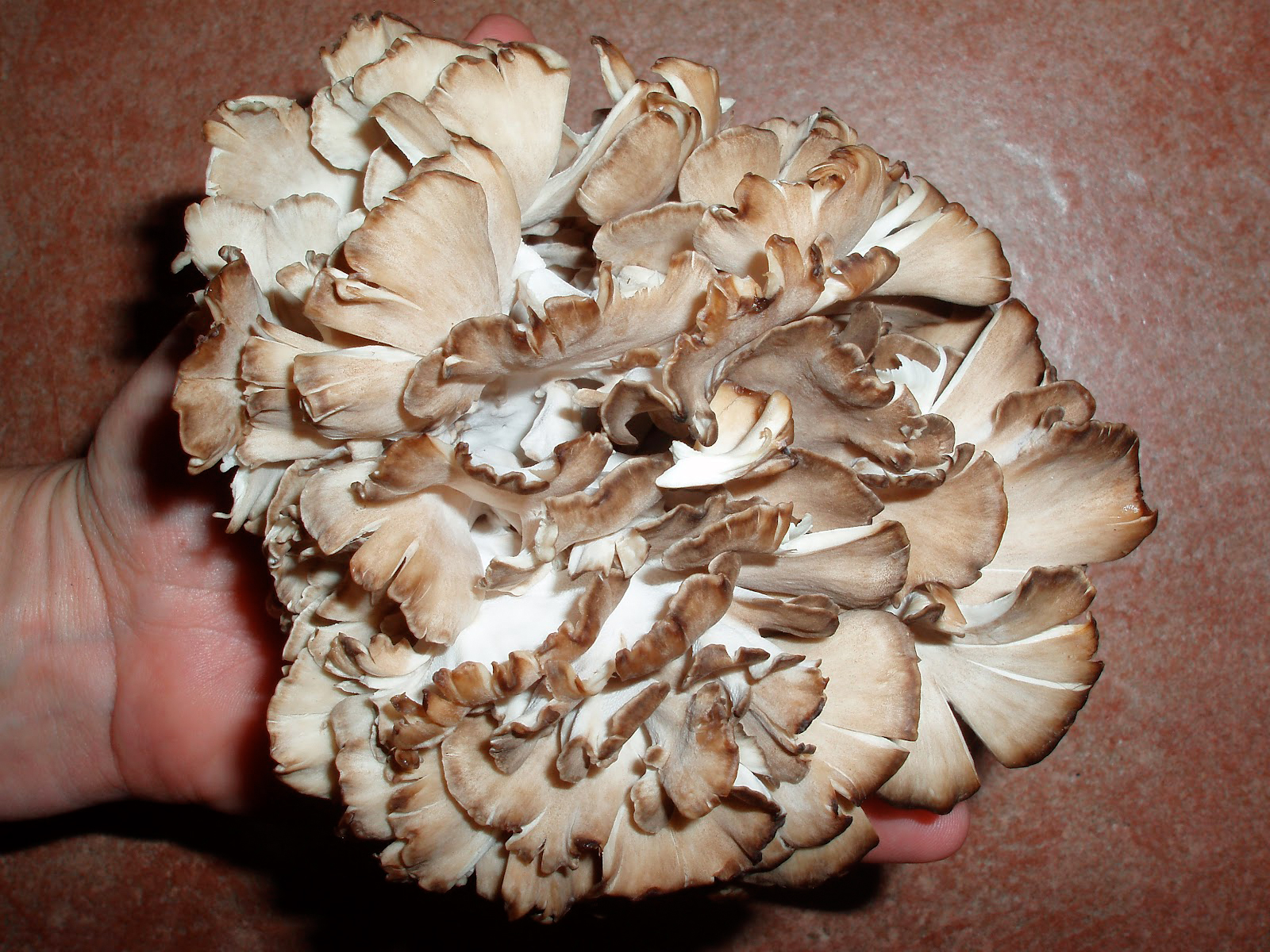 Health benefits of Maitake mushrooms HB times