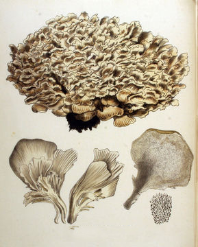 Plant-Illustration-of-Maitake-Mushroom