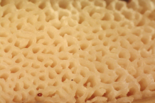 Close-up-view-of-Pores-of-Maitake