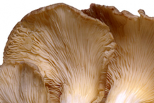 Closer-view-of-ventral-side-of-Maitake-Mushroom