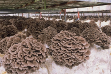 Maitake-Mushroom-cultivation