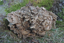 Maitake-Mushroom