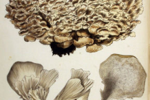 Plant-Illustration-of-Maitake-Mushroom