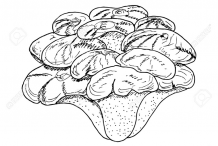 Sketch-of-Maitake-Mushroom