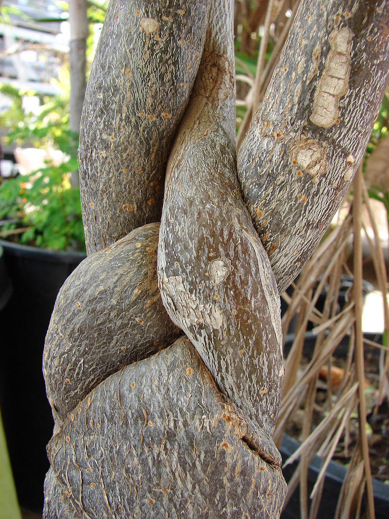 Braided-bark-of-Malabar-chestnut