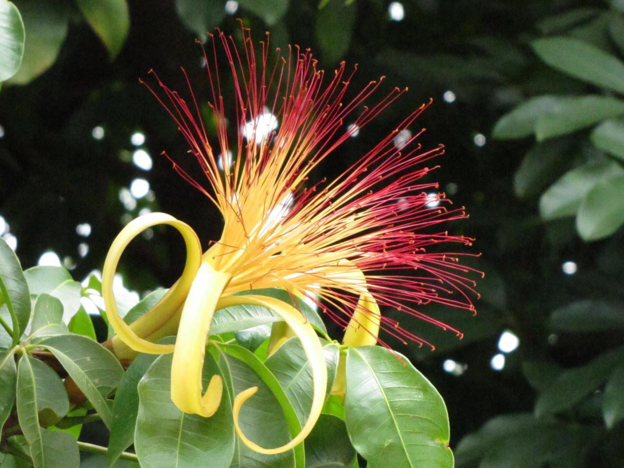 Malabar-chestnut-flower