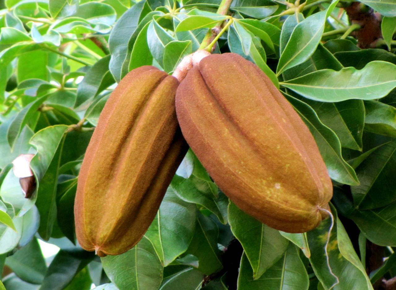 Malabar-chestnut-fruits