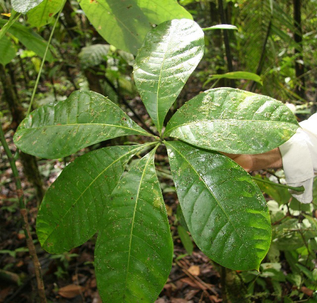Malabar-chestnut-leaves