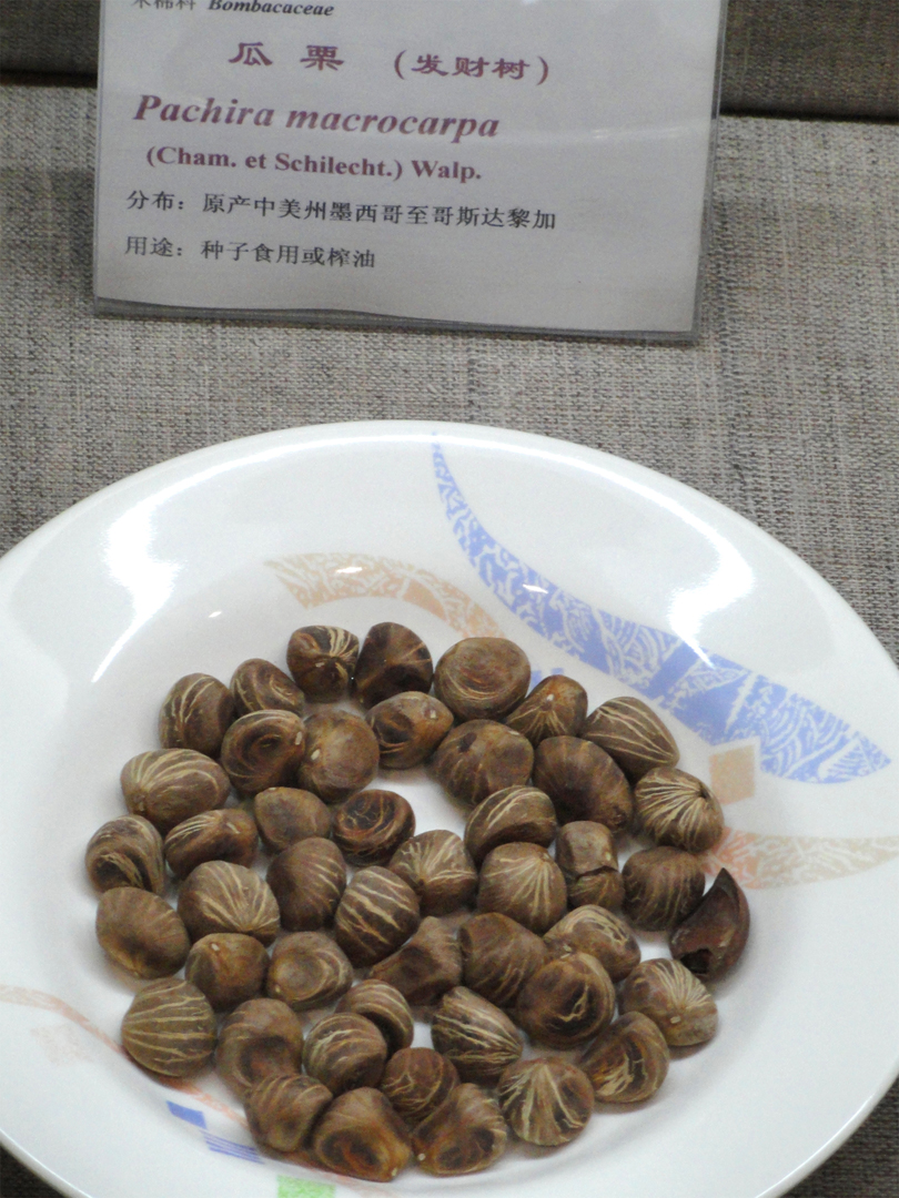 Malabar-chestnut-seeds