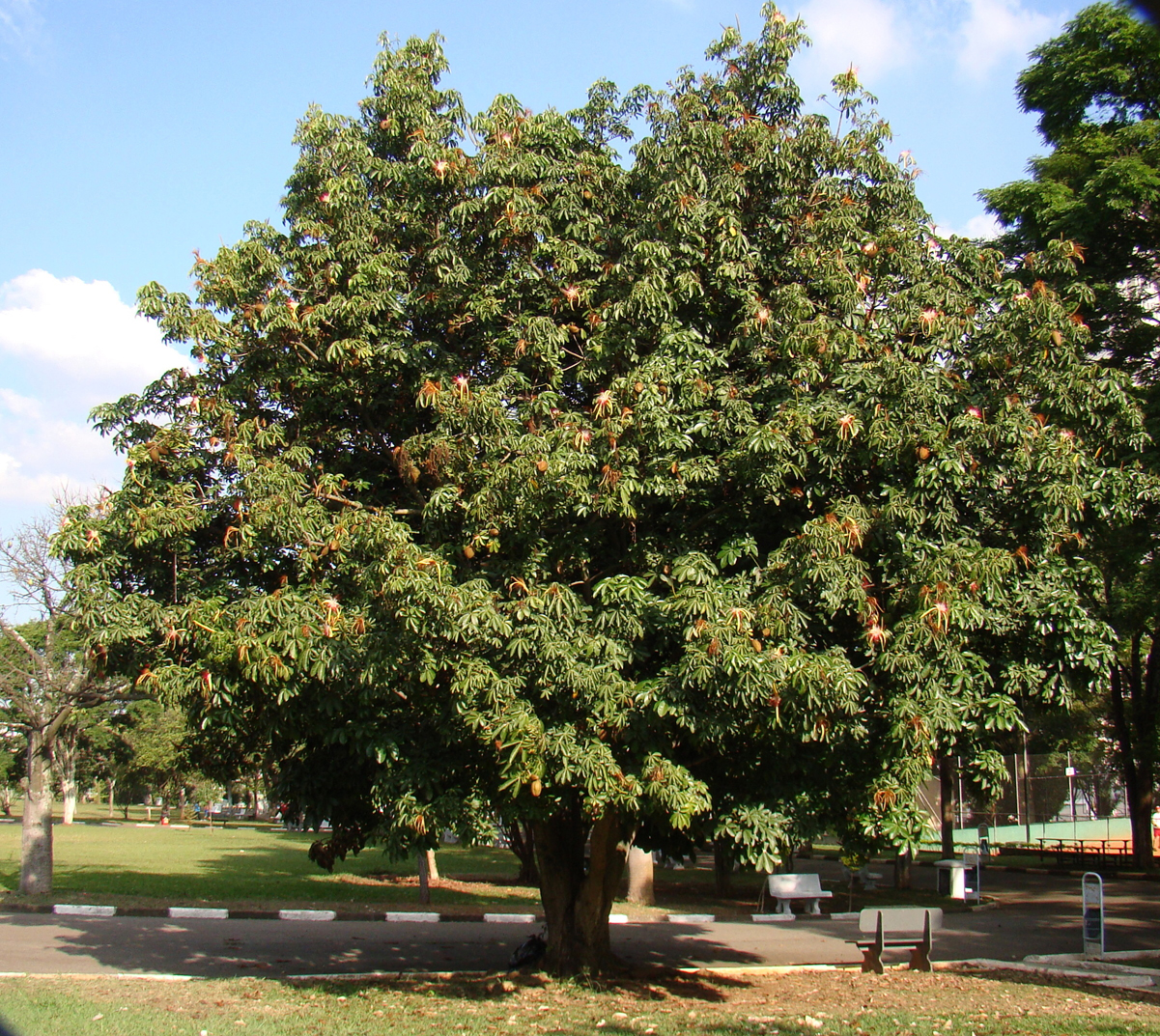 Malabar-chestnut-tree