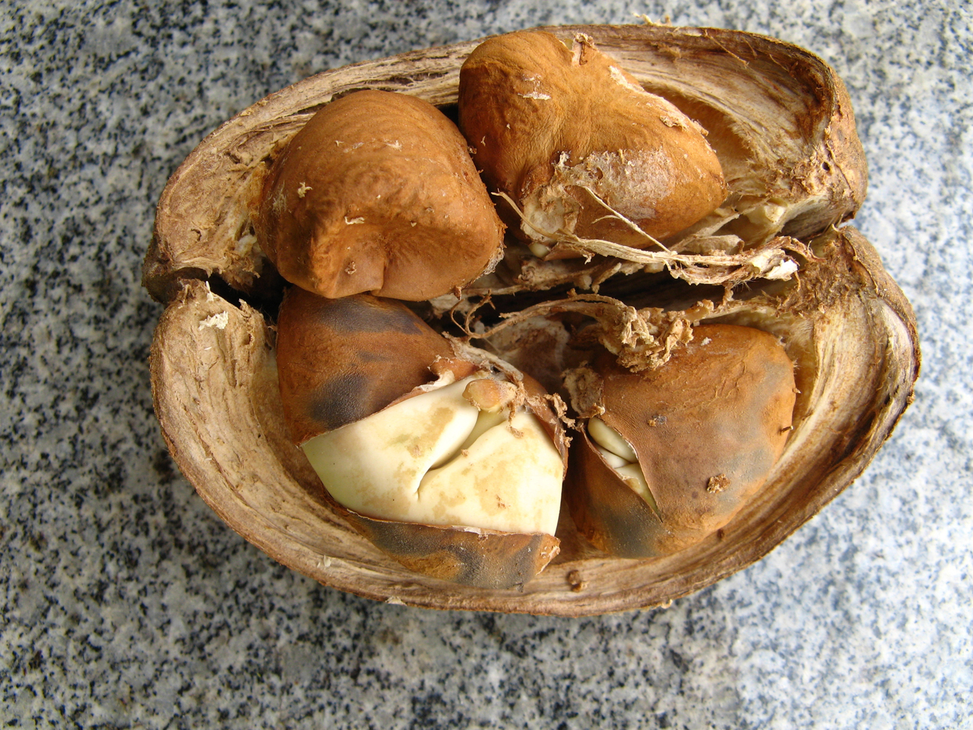 Opened-fruit-of-Malabar-chestnut