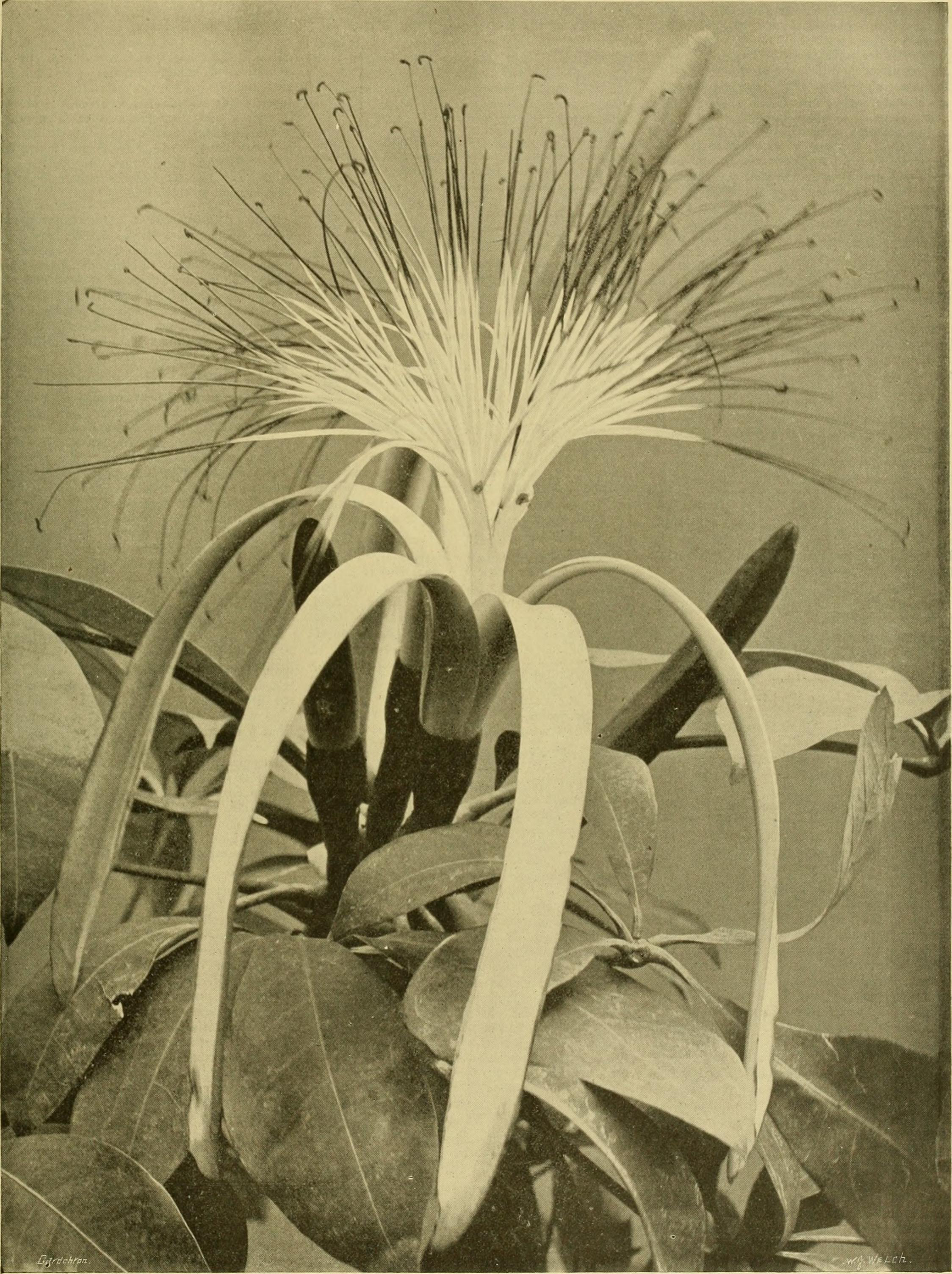 Plant-illustration-of-Malabar-chestnut