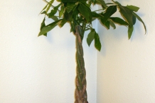 Malabar-chestnut-plant