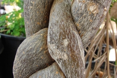 Braided-bark-of-Malabar-chestnut