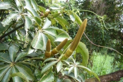 Flower-buds-of-Malabar-chestnut