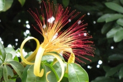 Malabar-chestnut-flower
