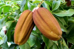 Malabar-chestnut-fruits