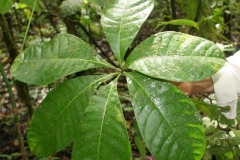Malabar-chestnut-leaves