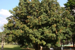 Malabar-chestnut-tree