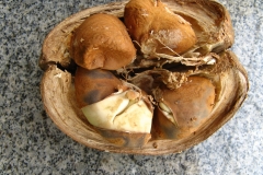 Opened-fruit-of-Malabar-chestnut