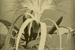 Plant-illustration-of-Malabar-chestnut