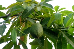 Unripe-Malabar-chestnut-fruit