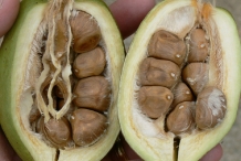 Malabar-fruit-cut