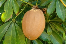 Malabar-fruit