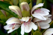 Malabar-nut-close-up-flowers