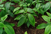 Malabar-nut-leaves