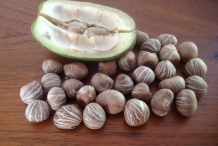Malabar-nut-seeds