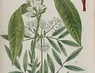 Malabar-plant-illustration