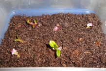 Malabar-sprouts
