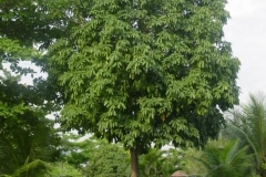 Malabar-nut-tree