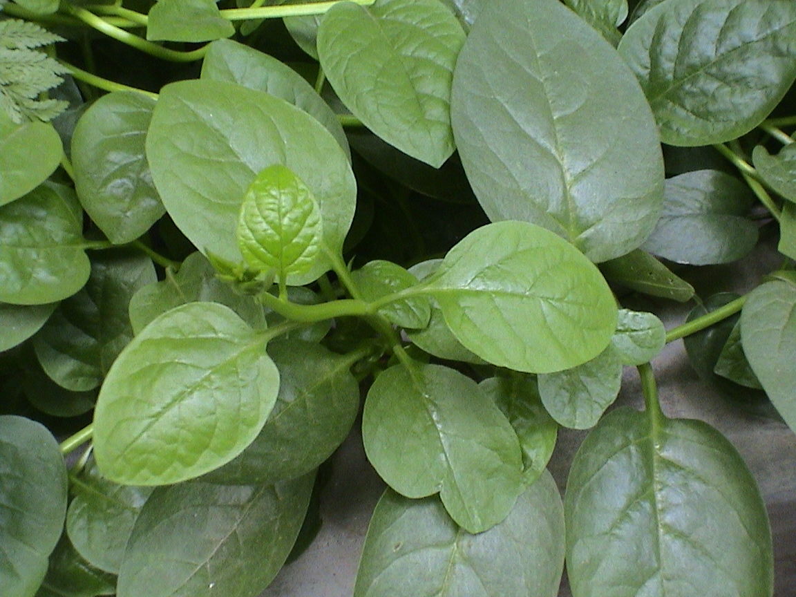 Leaves of Malabar spinach