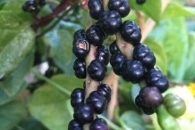 Berries of Malabar spinach