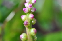 Flower of Malabar spinach