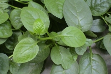 Leaves of Malabar spinach